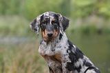 BEAUCERON - PUPPIES 087